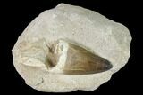 Huge, Mosasaur (Prognathodon) Tooth #163604-1